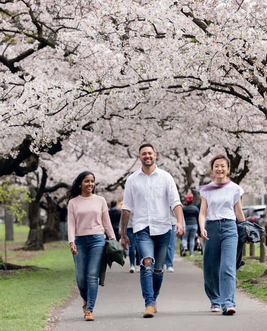 Paseo entre cerezos en flor en Christchurch